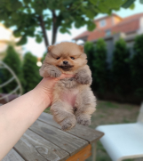 Batajnica - Pomeranac Top zenka
